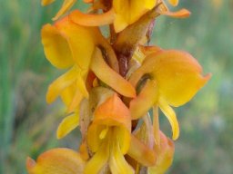 Satyrium coriifolium flower parts